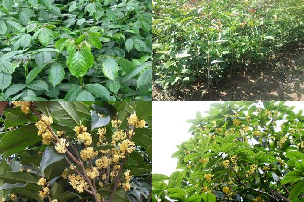 桂花树[桂花根外追肥的原理与施肥技术]1658683592448
