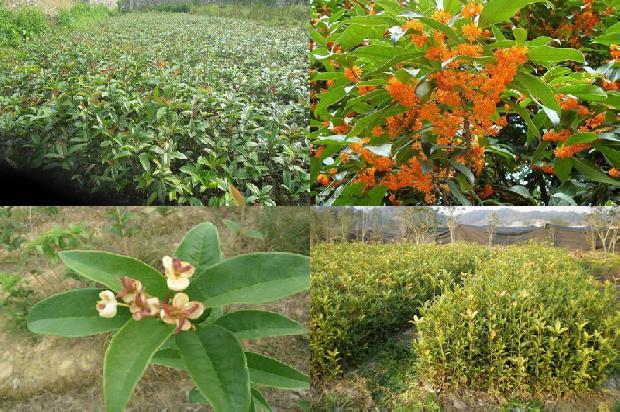 桂花树_大桂花优质高产栽培技术1658925212279