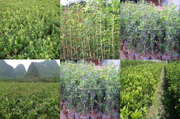 桂花树_大桂花优质高产栽培技术1658925214279