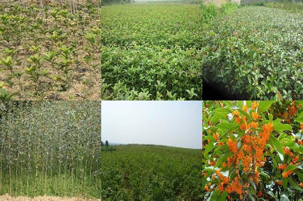桂花树_大桂花优质高产栽培技术1658925214945