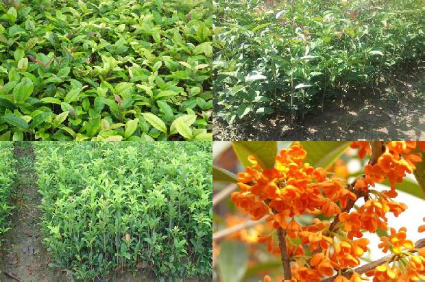 桂花树-大棚春桂花管理技术1659115387378