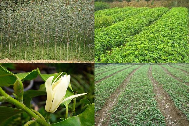 桂花树-设施桂花有机无土栽培技术的优化及推广1659198062760