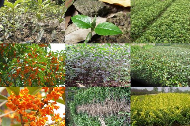 桂花树[提高旱塬桂花树栽植成活率的几项关键技术]1659370799795
