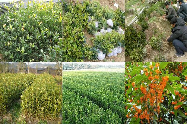 桂花树[提高旱塬桂花树栽植成活率的几项关键技术]1659370799806