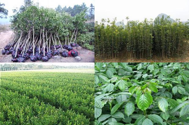 桂花树[提高旱塬桂花树栽植成活率的几项关键技术]1659370799817