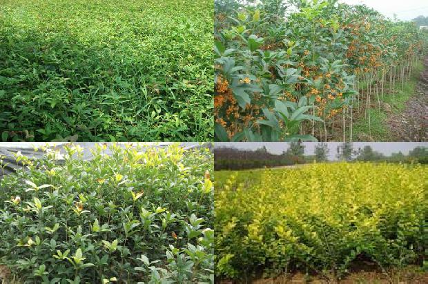 桂花树[提高旱塬桂花树栽植成活率的几项关键技术]1659370799828