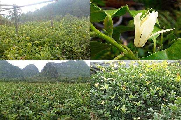 桂花树[提高旱塬桂花树栽植成活率的几项关键技术]1659370799839