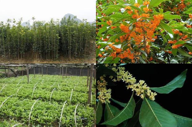 桂花树_有棱桂花树生态优质高产栽培技术1659722073282