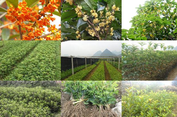 桂花树[沼液在桂花上的喷施肥效试验]1659722200510