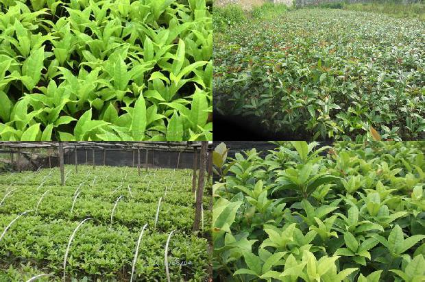 桂花树:宁夏旱作区日光温室秋冬茬樱桃桂花灌溉制度研究1659874468798