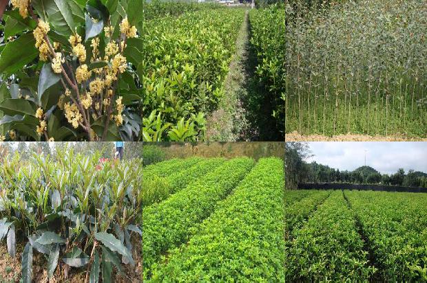 桂花树:宁夏旱作区日光温室秋冬茬樱桃桂花灌溉制度研究1659874468820