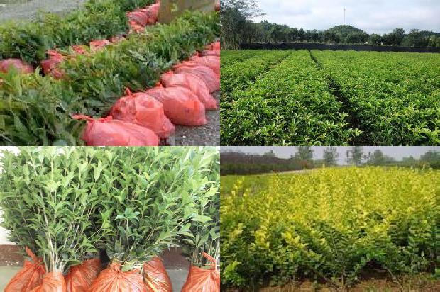 桂花树:宁夏旱作区日光温室秋冬茬樱桃桂花灌溉制度研究1659874468842