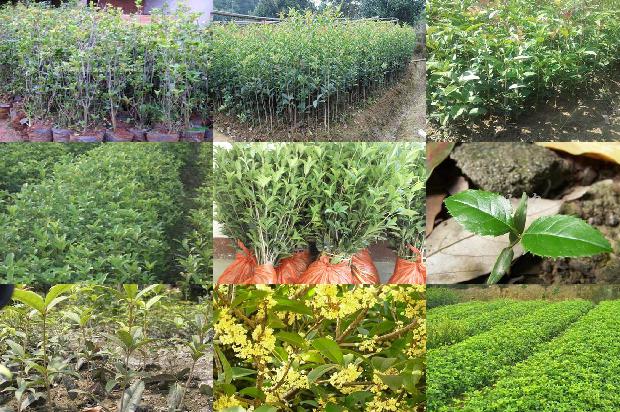 桂花树:宁夏旱作区日光温室秋冬茬樱桃桂花灌溉制度研究1659874468864