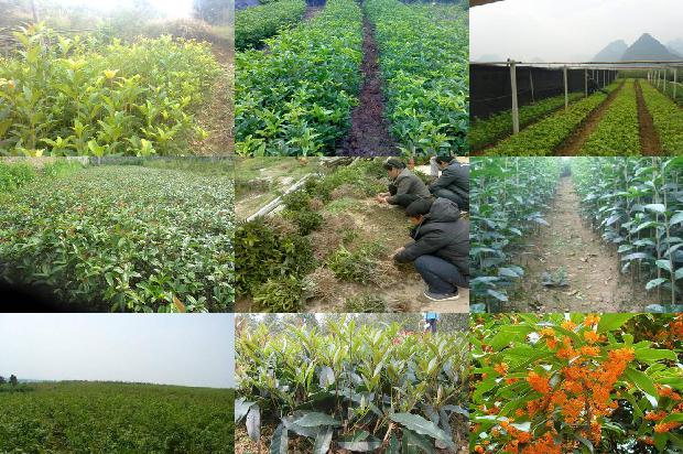 桂花树(基于InDel标记的桂花种质资源遗传多样性分析)1659897020544