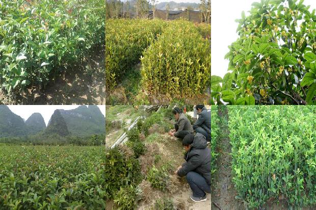 桂花树(基于InDel标记的桂花种质资源遗传多样性分析)1659897021812