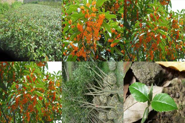 桂花树(基于InDel标记的桂花种质资源遗传多样性分析)1659897023085