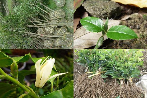 桂花树:大棚桂花应加强灰霉病的防治1659975001416
