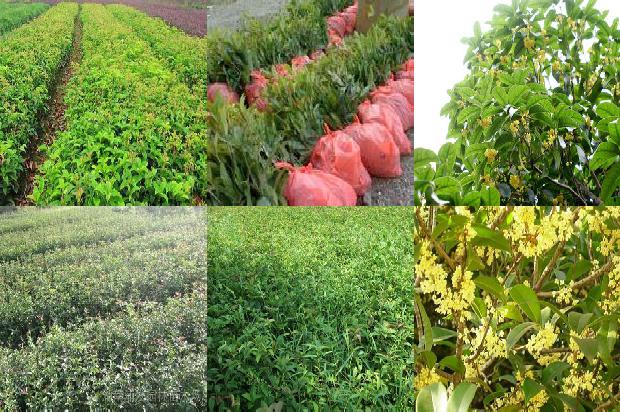 桂花树:大棚桂花应加强灰霉病的防治1659975001427
