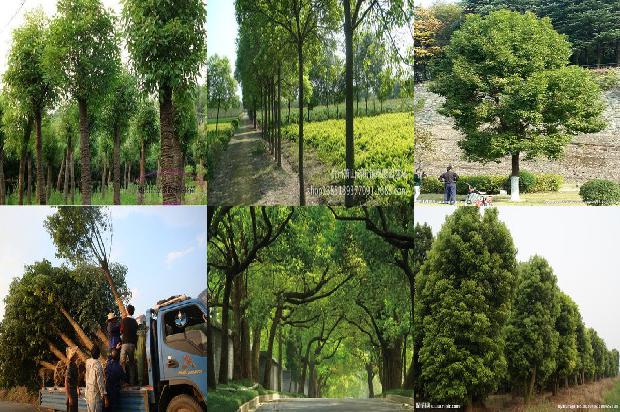 香樟树价格_“榕抱樟”