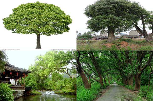 香樟树价格_“榕抱樟”1668835983278