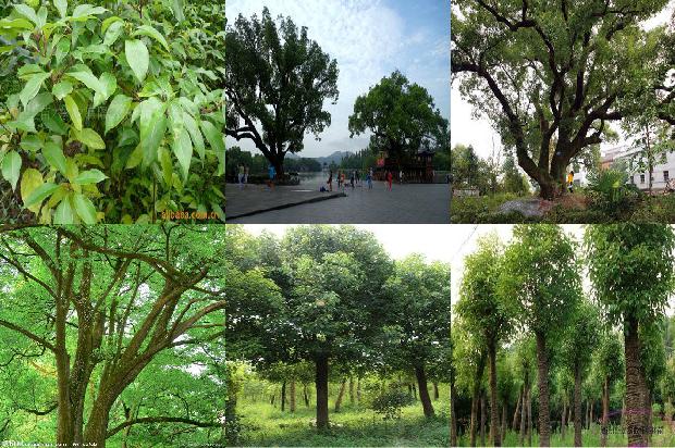 香樟树价格_“榕抱樟”1668835983290