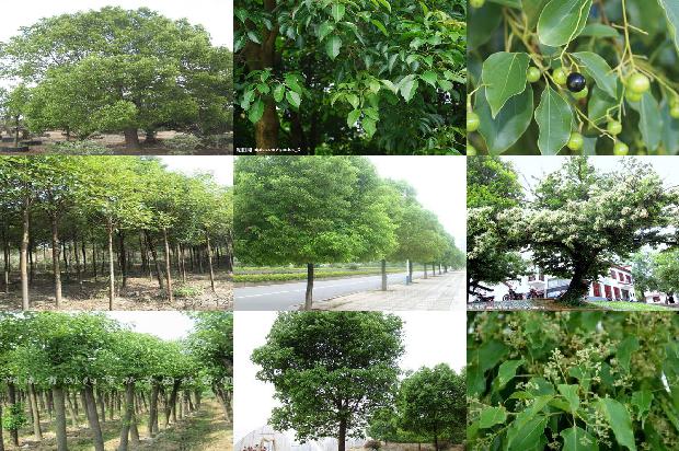 香樟树价格_“榕抱樟”1668835983301