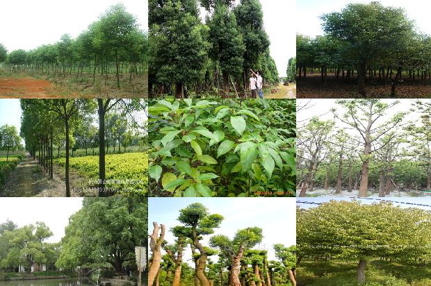 香樟树价格_“榕抱樟”1668835983312