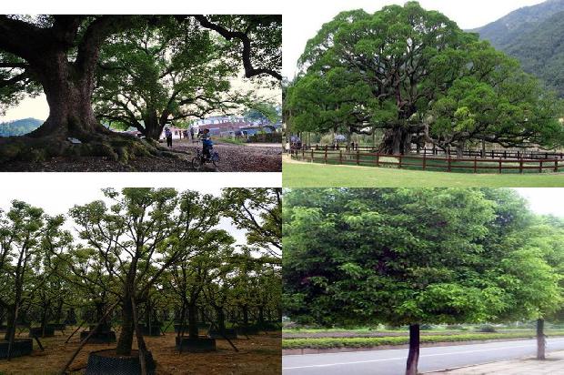 香樟树价格_“榕抱樟”1668835983323