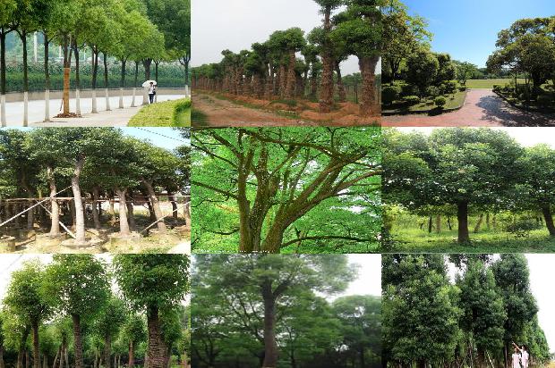 香樟树价格_“榕抱樟”1668835983334