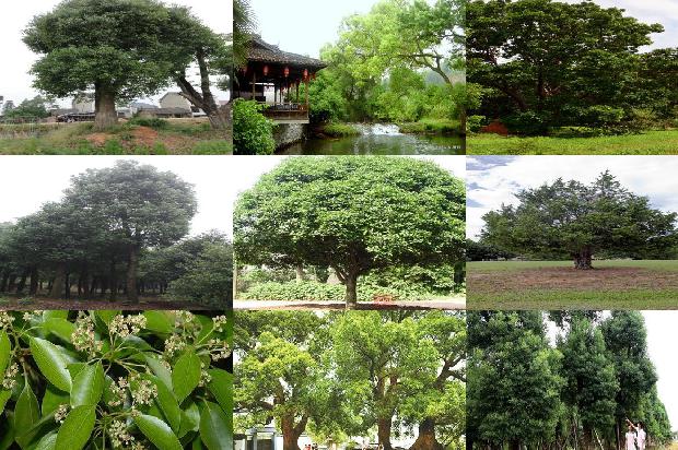 香樟树价格「不同林龄樟子松根际与非根际土壤的对比」