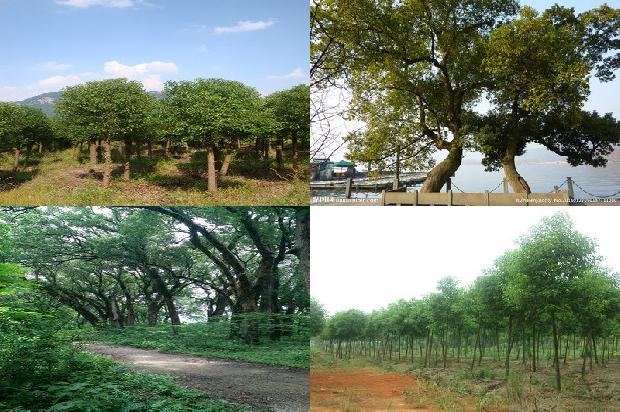 香樟树价格「不同林龄樟子松根际与非根际土壤的对比」1668836142650