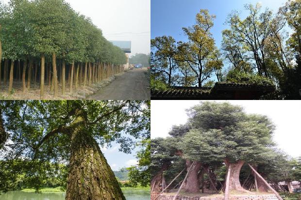 香樟树价格「不同林龄樟子松根际与非根际土壤的对比」1668836142661