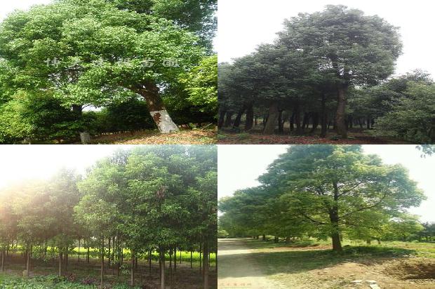 香樟树价格「不同林龄樟子松根际与非根际土壤的对比」1668836142683