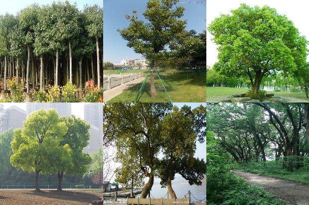 香樟树价格「不同林龄樟子松根际与非根际土壤的对比」1668836142694