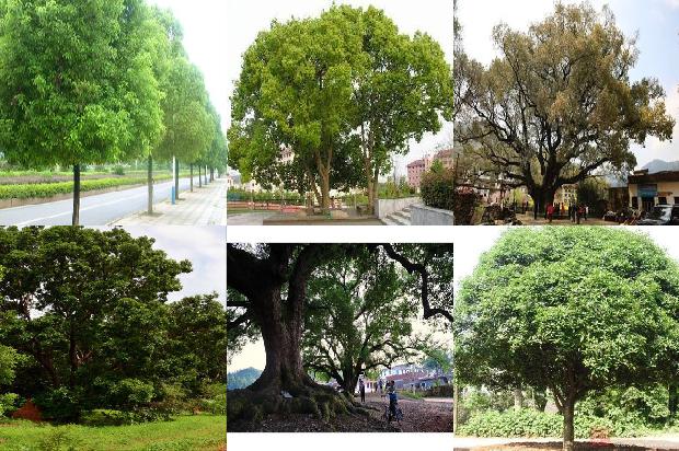 香樟树价格「不同林龄樟子松根际与非根际土壤的对比」1668836142705