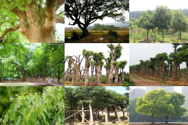 香樟树价格「不同林龄樟子松根际与非根际土壤的对比」1668836142716