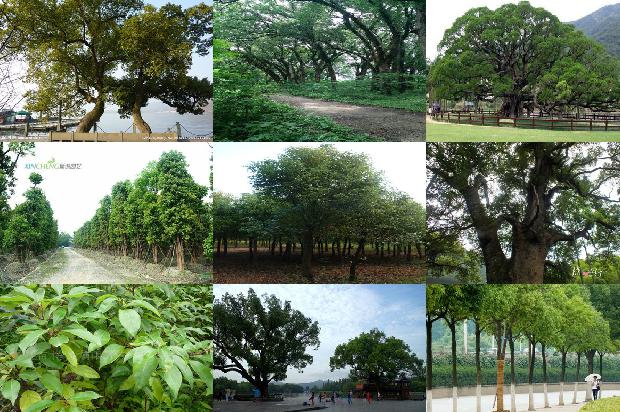 香樟树价格-世界．大同——贾樟柯的［世界］探班