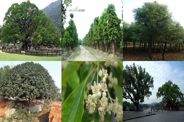 香樟树价格-世界．大同——贾樟柯的［世界］探班1668930759098