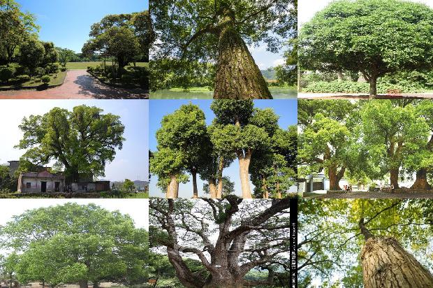 香樟树价格-世界．大同——贾樟柯的［世界］探班1668930759110