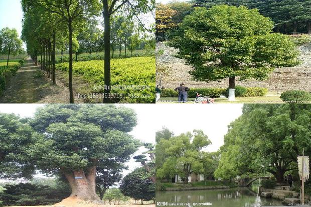 香樟树价格[七叶樟]