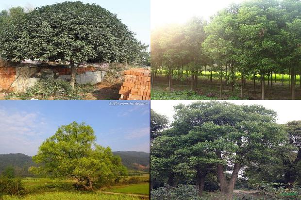 香樟树价格[七叶樟]1668930813507