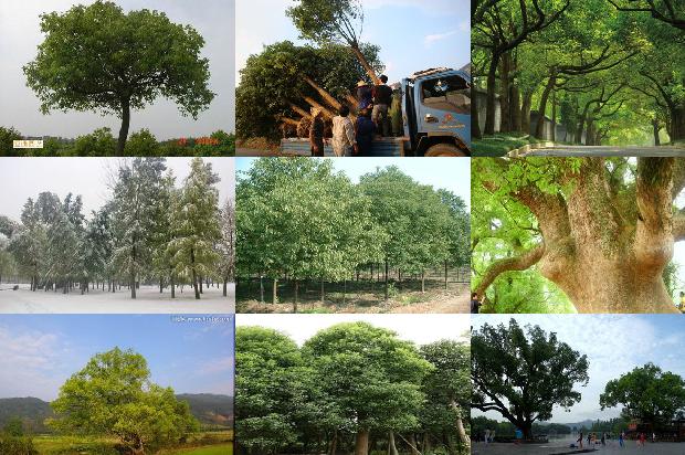 香樟树价格[七叶樟]1668930813530