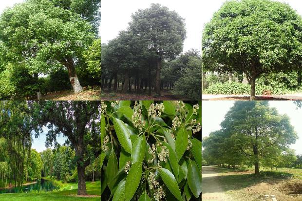 香樟树价格[七叶樟]1668930813541