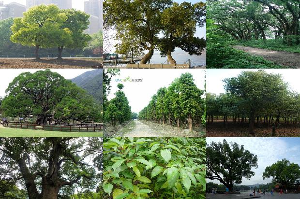 香樟树价格[七叶樟]1668930813552