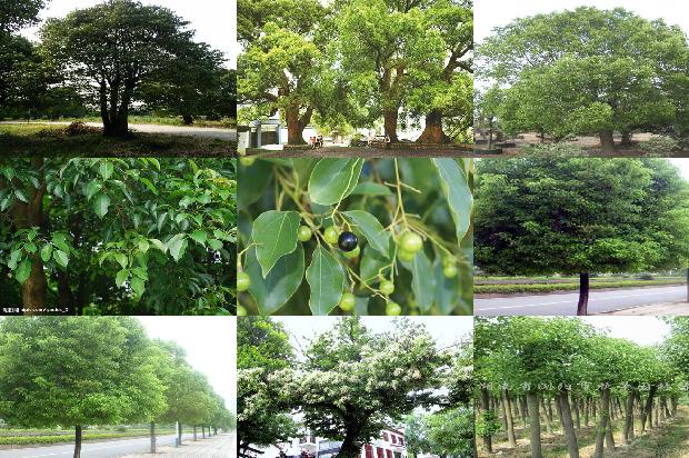 香樟树价格[七叶樟]1668930813563