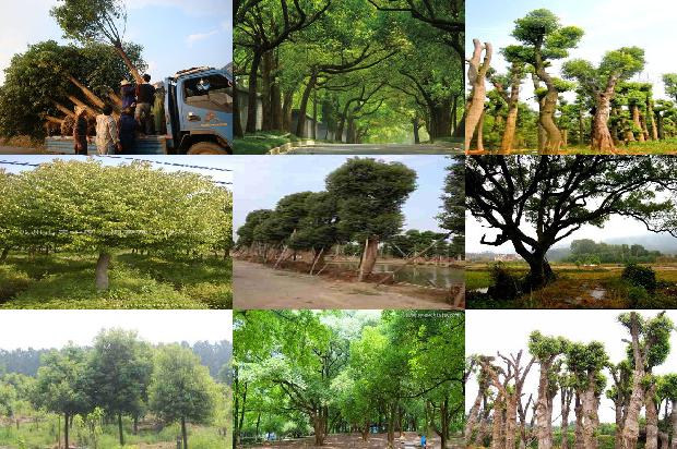 香樟树价格[七叶樟]1668930813575