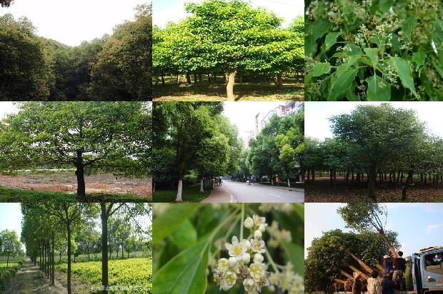 香樟树价格:大樟树上的鸟儿们1668930936509