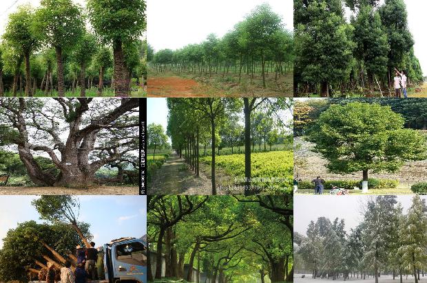 香樟树价格[贾樟柯的电影世界]