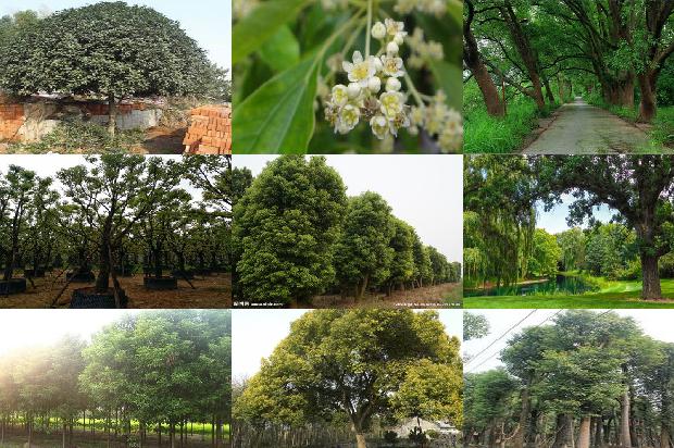 香樟树价格[贾樟柯的电影世界]1668930957716