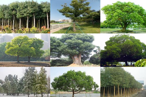 香樟树价格[贾樟柯的电影世界]1668930957728